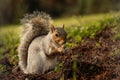 Small squirrel sits atop a pile of dry hay, nibbling on a small morsel of food.