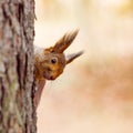 Small squirrel sits on the tree. Royalty Free Stock Photo