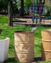 A Squirrel Sitting on a Metal Trash Can at a Park Royalty Free Stock Photo