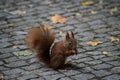 Small squirrel