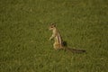 A small Squirrel standing alone in a garden