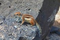 Small Squirrel standing on a rock Royalty Free Stock Photo