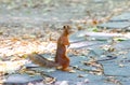 A small squirrel stands in a funny pose