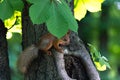 Small squirrel under leaf