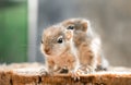 Small Squirrels lost in the wild, cute and adorable newborn orphan squirrel babies barely can walk and climb, three striped palm