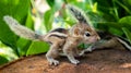 Small Squirrels lost in the wild, cute and adorable newborn orphan squirrel babies barely can walk and climb, three striped palm Royalty Free Stock Photo