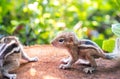 Small Squirrels lost in the wild, cute and adorable newborn orphan squirrel babies barely can walk and climb, three striped palm Royalty Free Stock Photo