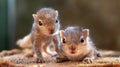 Small Squirrels lost in the wild, cute and adorable orphan squirrel babies are confused and looking everywhere, three striped palm