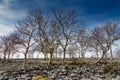 A small stand of Ash trees on Scout Scar.