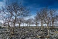 A small stand of Ash trees on Scout Scar.