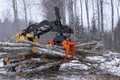 Small stand-on mini skid steer with grapple full of wooden logs Royalty Free Stock Photo