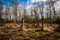 Small stand of pollarded oak trees