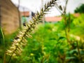 A small standing grass with two ants