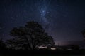 Small star trails made by Earth`s movement showing the silhouette of a leafy tree on the middle of the night