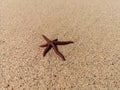 Small starfish on a beach