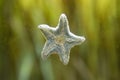 Small starfish laying on glass, aquarium Royalty Free Stock Photo