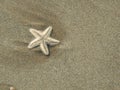 Small starfish lying on the sand seaside beach