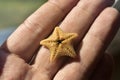 Small starfish in the palm of a man`s hand