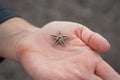 Small starfish, in the hands of a woman