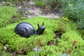 A small statue in the park. Decorative snail in the garden surrounded by green grass and flowers Royalty Free Stock Photo