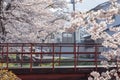 A small steel bridge with full bloom cherry blossom trees