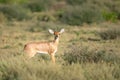Small Steenbok antelope staring at the camera Royalty Free Stock Photo