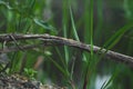 Small stem of the plant macro. blades of grass