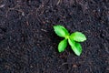 Small stevia tree