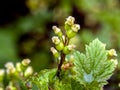 Small still green and unripe red currant berries on a branch