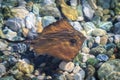 Small stingray swims in shallow water in clear sea salt water in summer Royalty Free Stock Photo