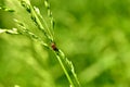 A small-sized beetle sits on green grass. Royalty Free Stock Photo