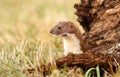 Small stoat
