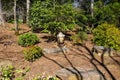 A small stone buddha statue in a Japanese garden surrounded by brown fallen pine needles and lush green trees and plants Royalty Free Stock Photo