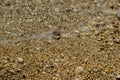 small stones on the beach Royalty Free Stock Photo