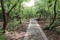 Small stones pathway between forest.teak trees both sides.