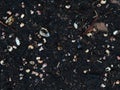 Small stones, seashells, sticks and dry reeds on the beach