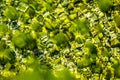 Small stones under water with algae Royalty Free Stock Photo