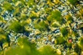 Small stones under water with algae Royalty Free Stock Photo