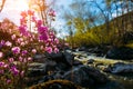 Small stormy river with flowering purple rhododendron bushes on the shore on spring day in the mountains. Water shimmers. Royalty Free Stock Photo