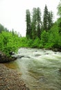 A small stormy river flowing through the morning forest after rain