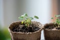 Small Strawberry Fragaria seedlings in peat pot at home. Indoor gardening