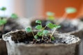 Small Strawberry Fragaria seedlings in peat pot at home. Indoor gardening