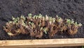 small strawberry plants with roots for growing in raised wooden beds. strawberries for planting in the ground