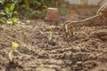 Small strawberry seedlings in the ground