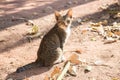 Small stray cat on summer park in morning Royalty Free Stock Photo