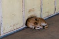 A small stray dog has curled up into a ball and is lying on the sidewalk Royalty Free Stock Photo