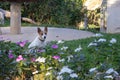 Small stray dog sitting on the grass behind a bunch of small flowers Royalty Free Stock Photo