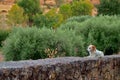 Small stray puppy lying on a stone fence against a background of trees in the daylight