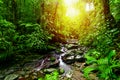 Small stream in Basse Terre jungle in Guadeloupe at sunset Royalty Free Stock Photo