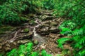 Small stream in Basse Terre jungle in Guadeloupe Royalty Free Stock Photo